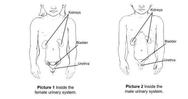 Understanding Urodynamic Testing in Children